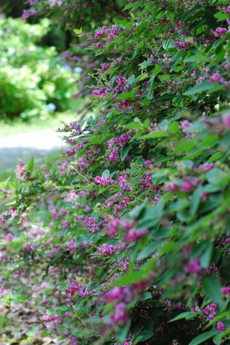 S-DSC_0316 S-DSC_0316